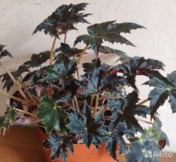 Begonia Black fang Ø 14 cm h-30 cm - Орхидеи, орхидеи уход ...