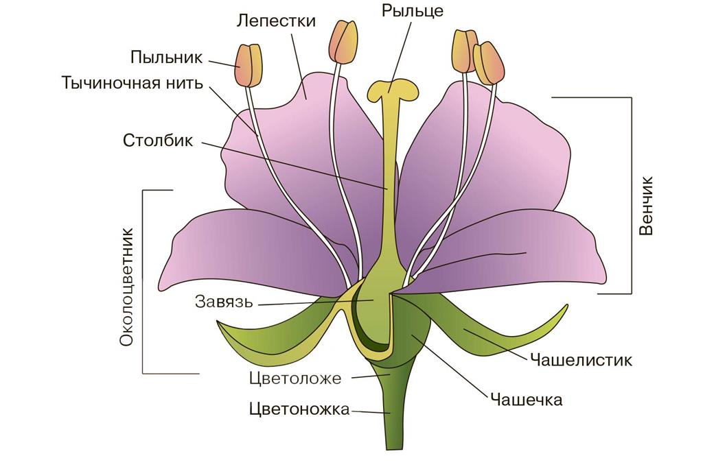 Биологический энциклопедический словарь. ЦВЕТОК