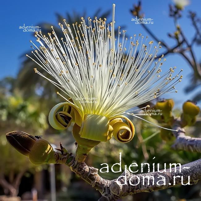 Moringa STENOPETALA (Моринга): купить 1 семя c доставкой ...