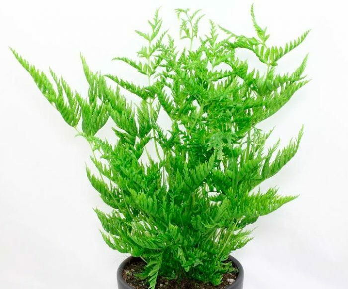 Искусственное растение Pteris fern bush / Папоротник Птерис H40cm