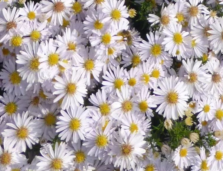 Aster dumosus `Blue Lagoon ...