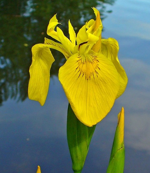 Ирис болотный, аировидный (Купить Iris pseudacorus)