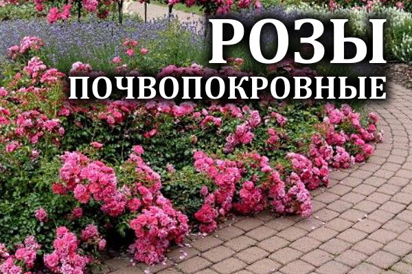 Почвопокровные растения-многолетники ...