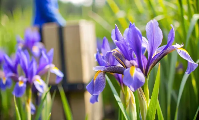 Iris versicolor - Blue Flag Iris