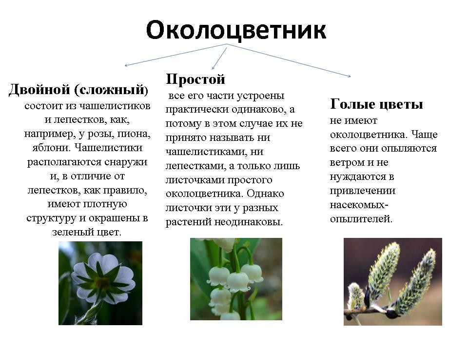 Презентация на тему 