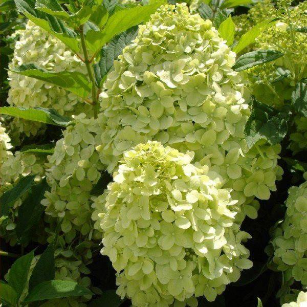 Гортензия метельчатая (Hydrangea paniculata `Perle de ...