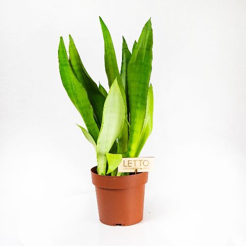 Sansevieria Moonshine ...