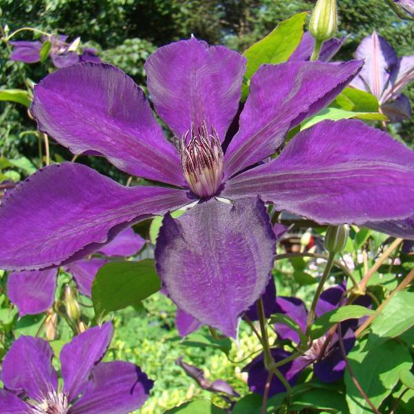 Clematis Gipsy Queen a must have plant with stunning deep ...