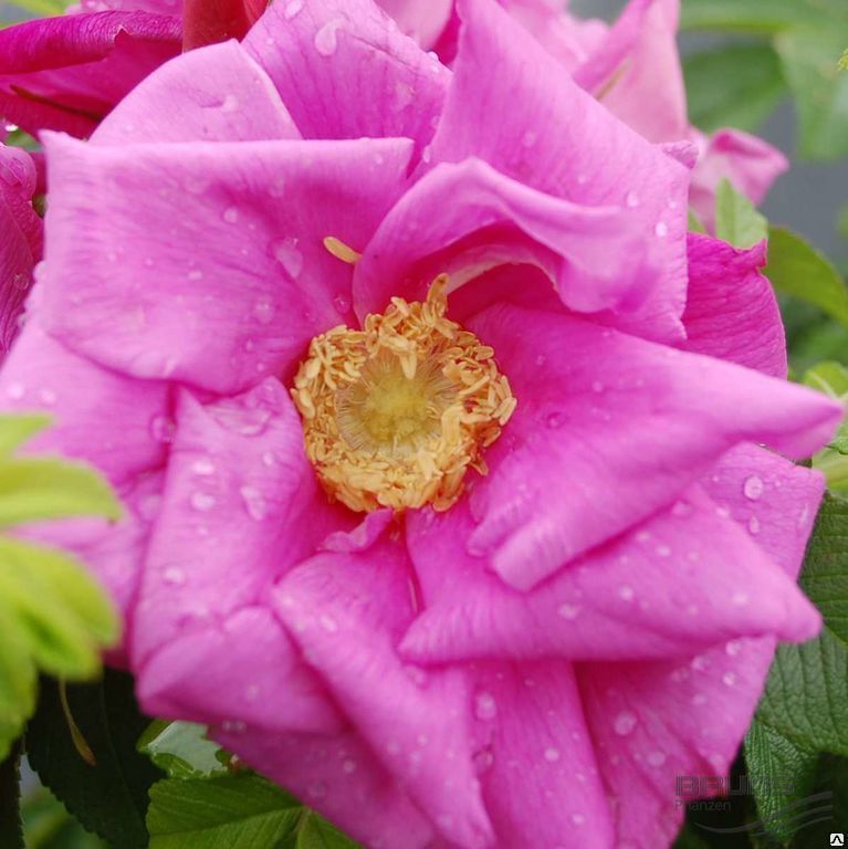 Rosa centifolia foliacea ...