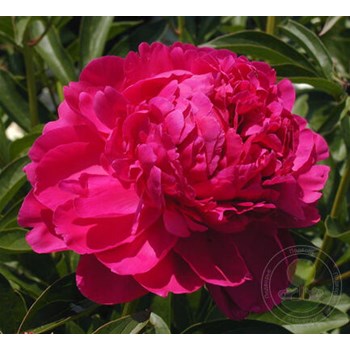 Пион Маргарет Трумэн (Paeonia Margareth Truman). Махровый ...