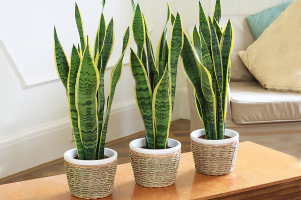 5 most unprentious indoor plants ...