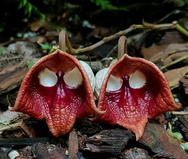 Купить семена Кирказон крупнолистный. Aristolochia ...