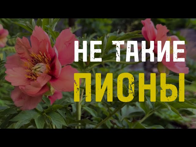 Ито-пион Джулия Роуз. Купить гибриды ...