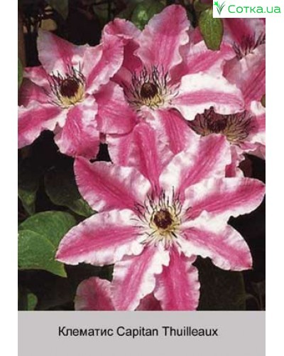 Clematis 'Diamantino' - GARDENIDEA