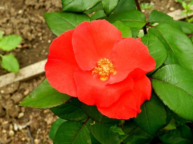 Rosa 'Pink Robusta' — Википедия