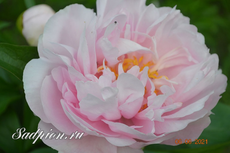 Pink Vanguard. The bees love them! - Caledon Hills Peony Farm ...