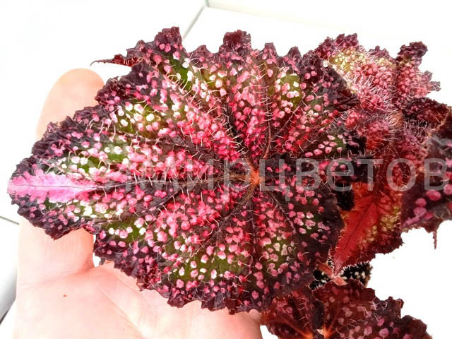 Buy Begonia (Any Color) Plant-online ...