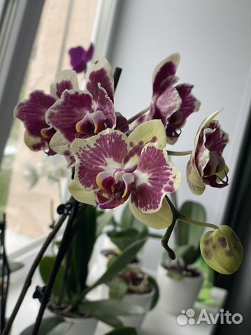 Орхидея Phalaenopsis Exotic Punch