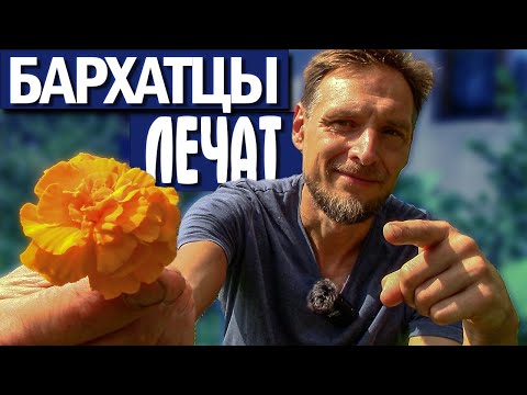 Сырая аджика с бархатцами – кулинарный рецепт