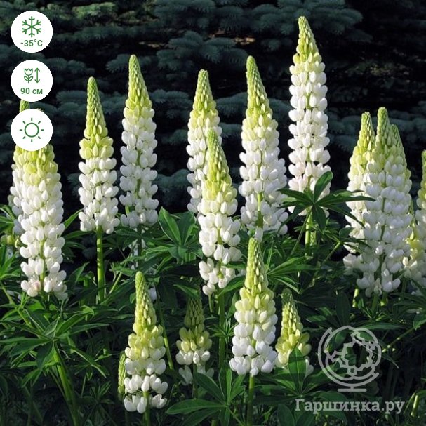 Люпин кормовой (Lupinus)