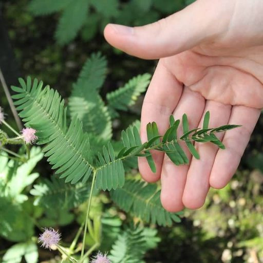 Мимоза стыдливая, Mimosa pudica, сенсорное растение, растение ...