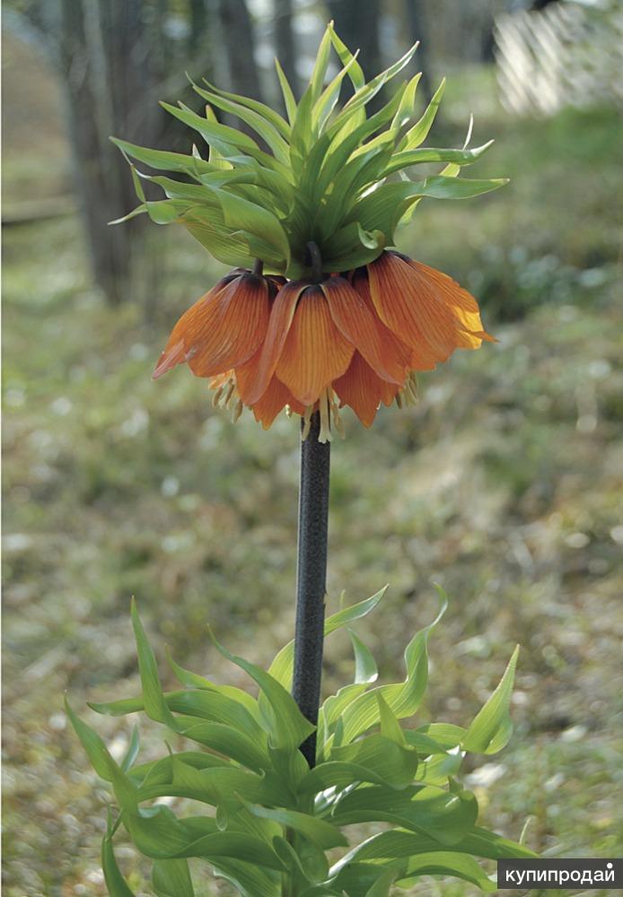 Императорский рябчик, или царская корона fritillaria ...