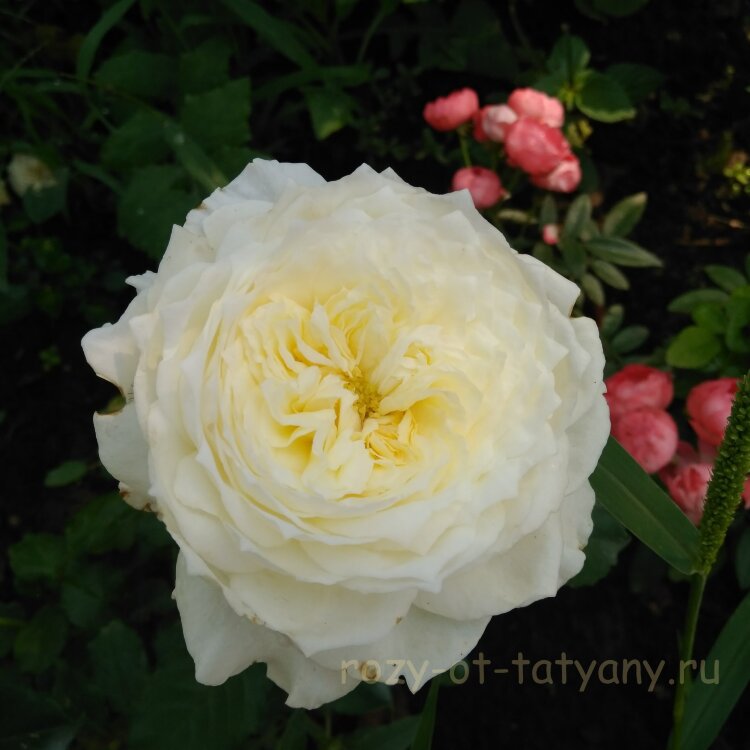 Роза Пейшенс английская rose Patience David Austin ...