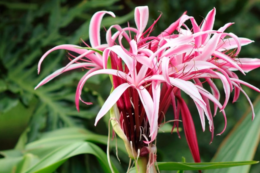 Crinum augustum ...