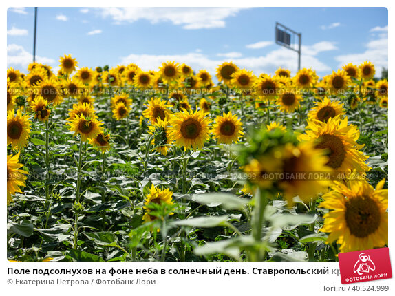 ПОЛЕ ПОДСОЛНУХОВ Стоковые фотографии, картинки, все без ...