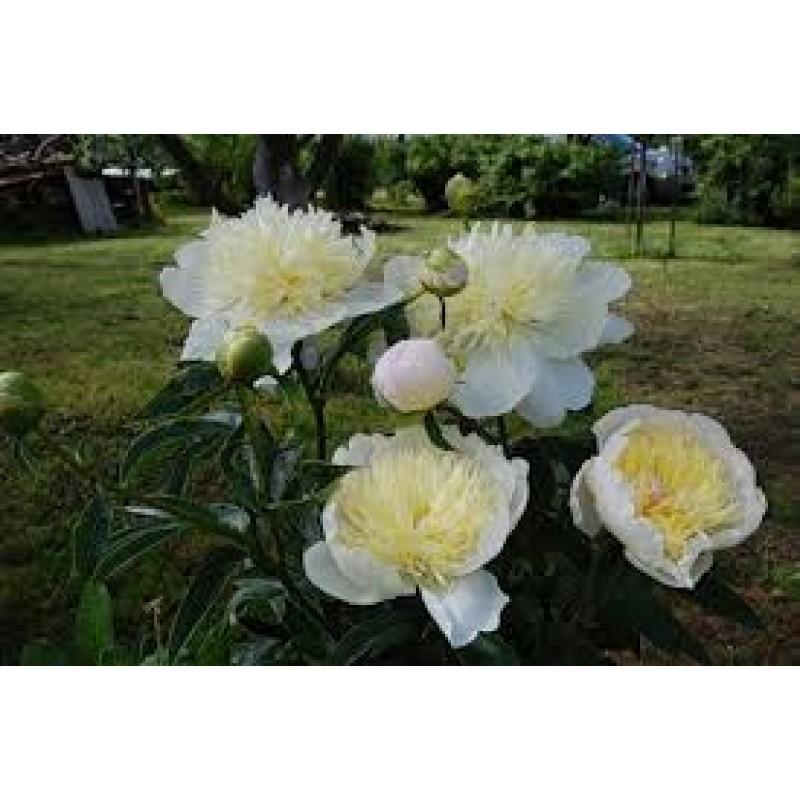 Paeonia Lactiflora ...