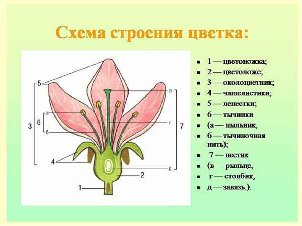 Презентация на тему 