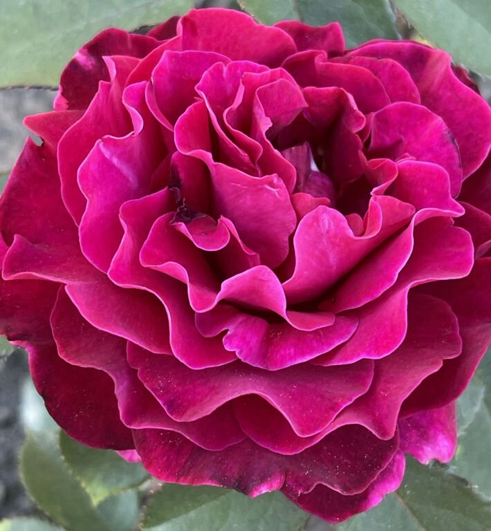 Royal Palace Rose | Kate Roses