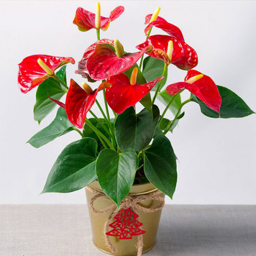 Anthurium /12 cm Dimond Red