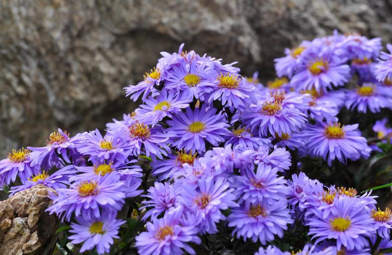 Астра альпийская сиреневая (Aster alpestris) - купить саженцы ...