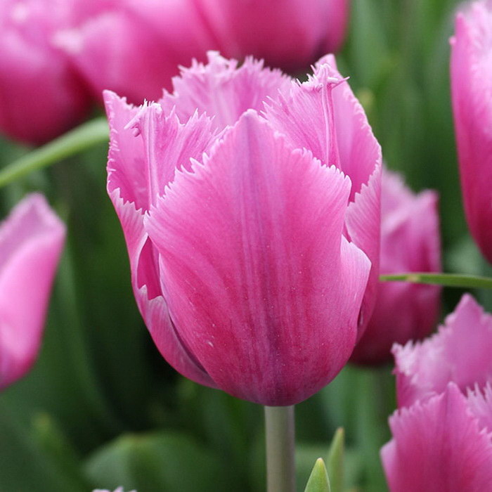 Tulip Louvre 10/12cm from Dutch Bulbs