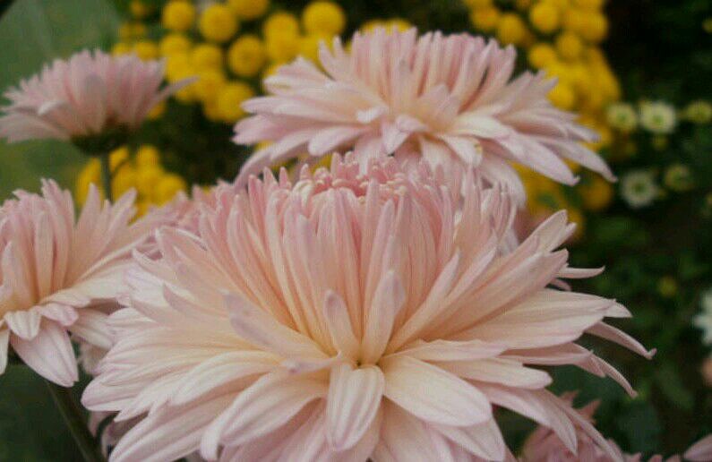 Хризантема #В14 корейская Розовый фламинго (Chrysanthémum ...