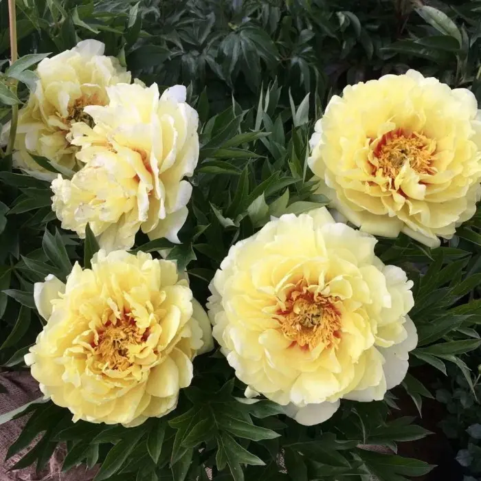 Ито-гибрид пиона Бартезелла Paeonia 'Bartzella' - «Украшение ...