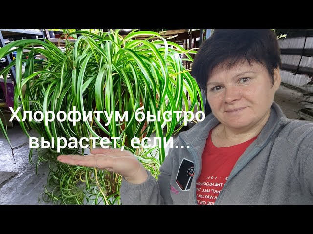 Хлорофитум хохлатый: цветок для 