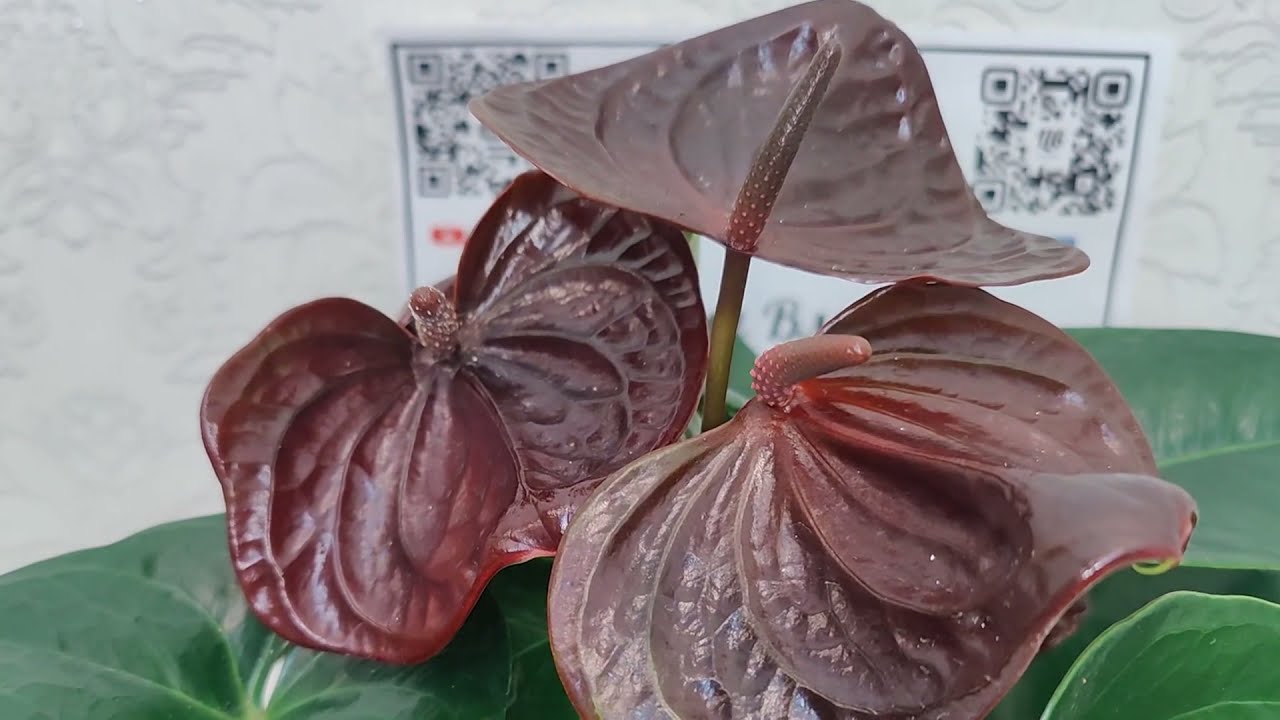 Anthurium Delicata