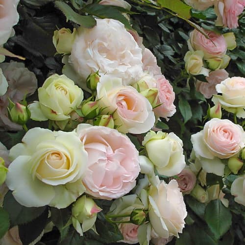 Palais Royal® | Roses' Name