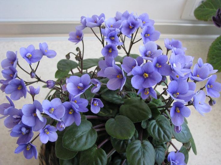 B - African Violet Society of America