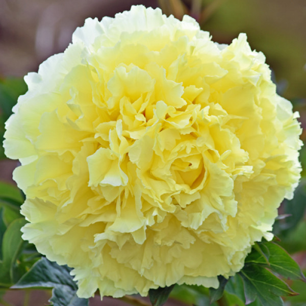 Peony Sonoma Halo is one the largest ...