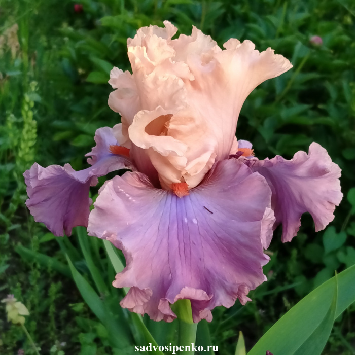 Teal And Pink Iris Orchid : r/flowers