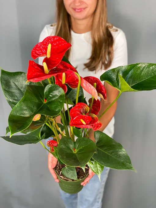 Антуриум андрианум розовый в горшке (Anthurium Andreanum ...