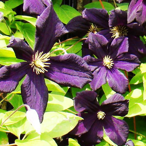 Clematis variety ...