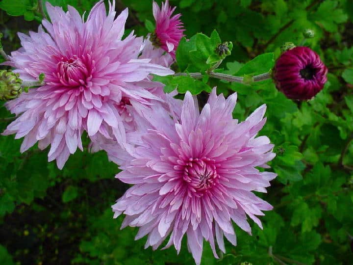 Коллекция хризантемы индийской (Chrysanthemum indicum L. ) в ...