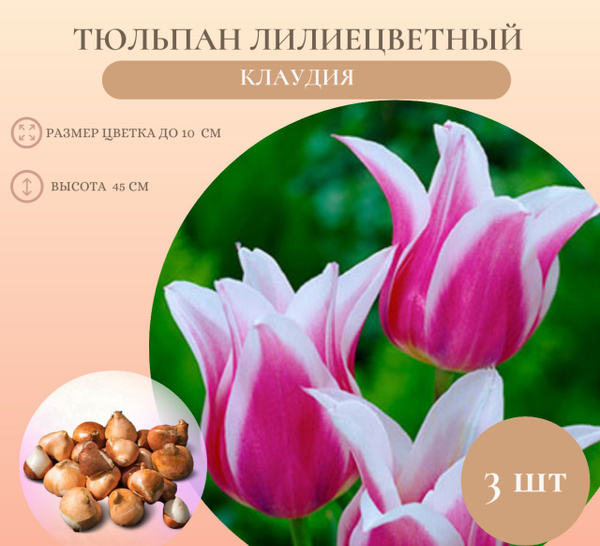 ✓ Тюльпан Акита (Tulipa Akita), 10шт, Color Line по цене 0 ...