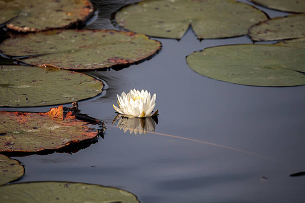 Лилии Пруд Водно-Болотные Угодья - Бесплатное фото на Pixabay