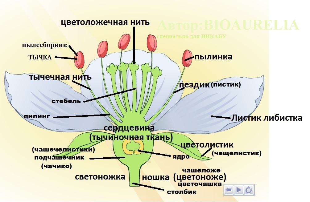 Строение молодого растения - Биология. 6 класс. Костиков