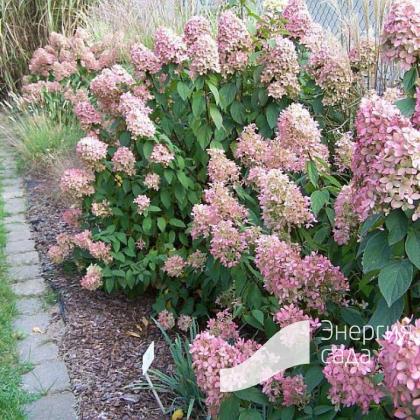 Hydrangea paniculata 'Magical Candle', Гортензия метельчатая ...